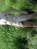 jerk swimmer suck naked boyz otb nudist